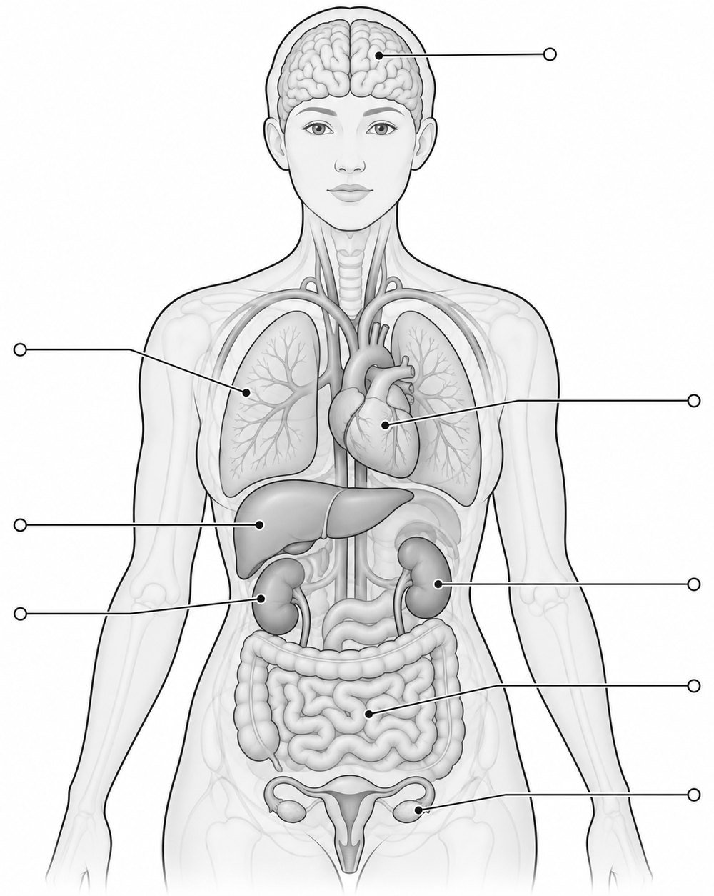 Ilustração do corpo humano com cérebro, coração, pulmões, fígado, rins, intestino e ovários em destaque